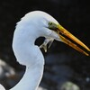 K川下流域・ダイサギ捕食シーン