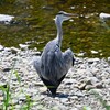 Ｋ川中流域・変なスタイルのアオサギ