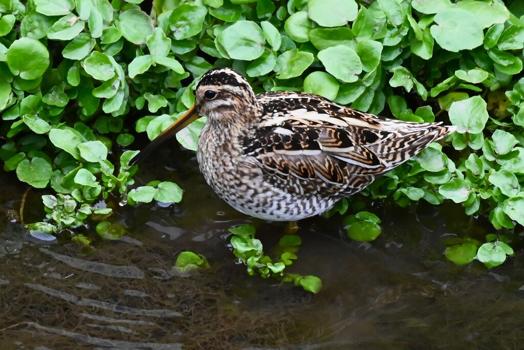 K川源流域・初見初撮りのタシギ 
