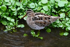 K川源流域・初見初撮りのタシギ 