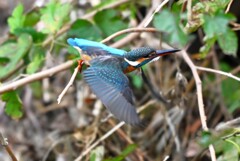 都内S川・カワセミ♀若飛び出し