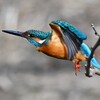 K川中流域・カワセミ♂飛び出し