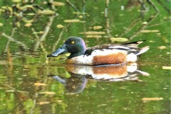 ハシビロガモ♂