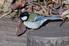 用水路・シジュウカラ