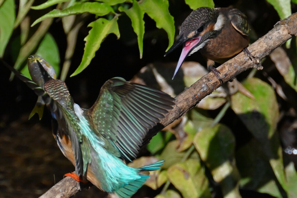 用水路・カワセミひなへの給餌（用水路で初見初撮り）