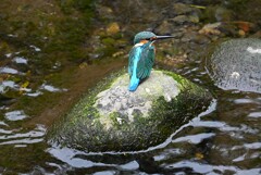 都内S川・カワセミ♂