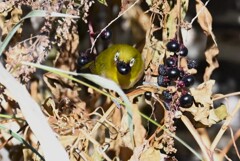 用水路・ヨウシュヤマゴボウの実を食べるメジロ