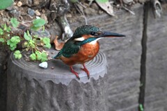 用水路・薄暮のカワセミ♀若 