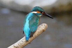 Ｋ川中流域・カワセミ♂