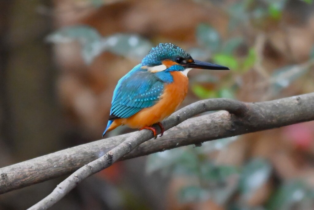 都内公園・カワセミ♂若、枝止まり