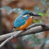 都内公園・カワセミ♂若、枝止まり