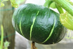 ミニカボチャ栗坊