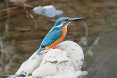 K川・カワセミ♂ 