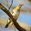 冬鳥（シロハラ・今季初見初撮り）