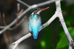 都内公園・カワセミ♀ 
