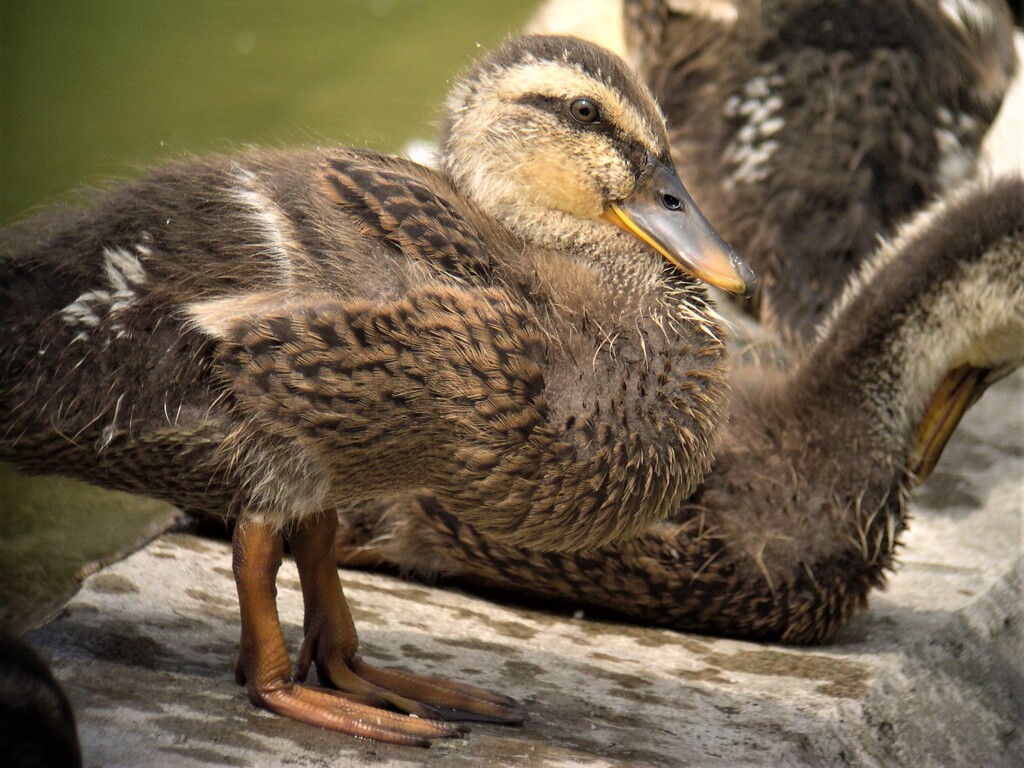 カルガモひな.