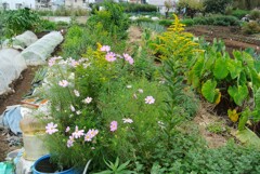 菜園・コスモスとセイタカアワダチソウ