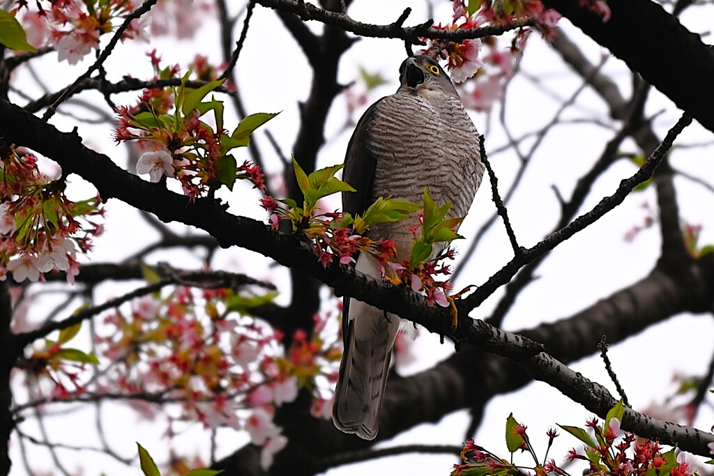 近所のツミ♀ 