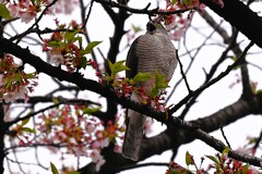 近所のツミ♀ 