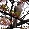 近所のツミ♀ 
