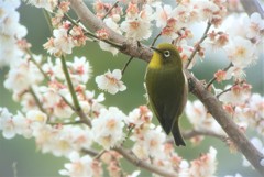 梅かおる見返りメジロ