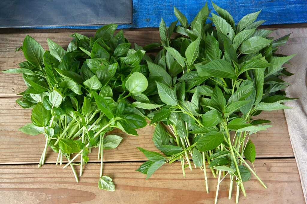 菜園・6月26日、モロヘイヤ初穫り