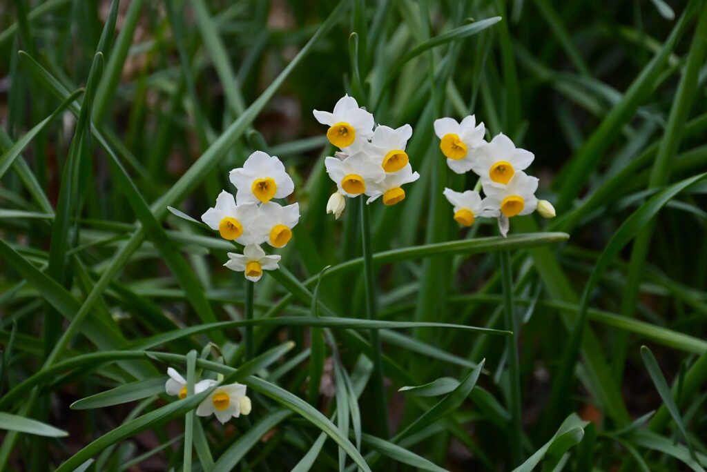 用水路・スイセン（花弁が丸い）