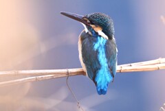 2月22日 (都内S川のカワセミ♂)