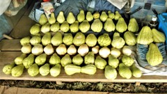 11月23日のハヤトウリ収獲 (1)