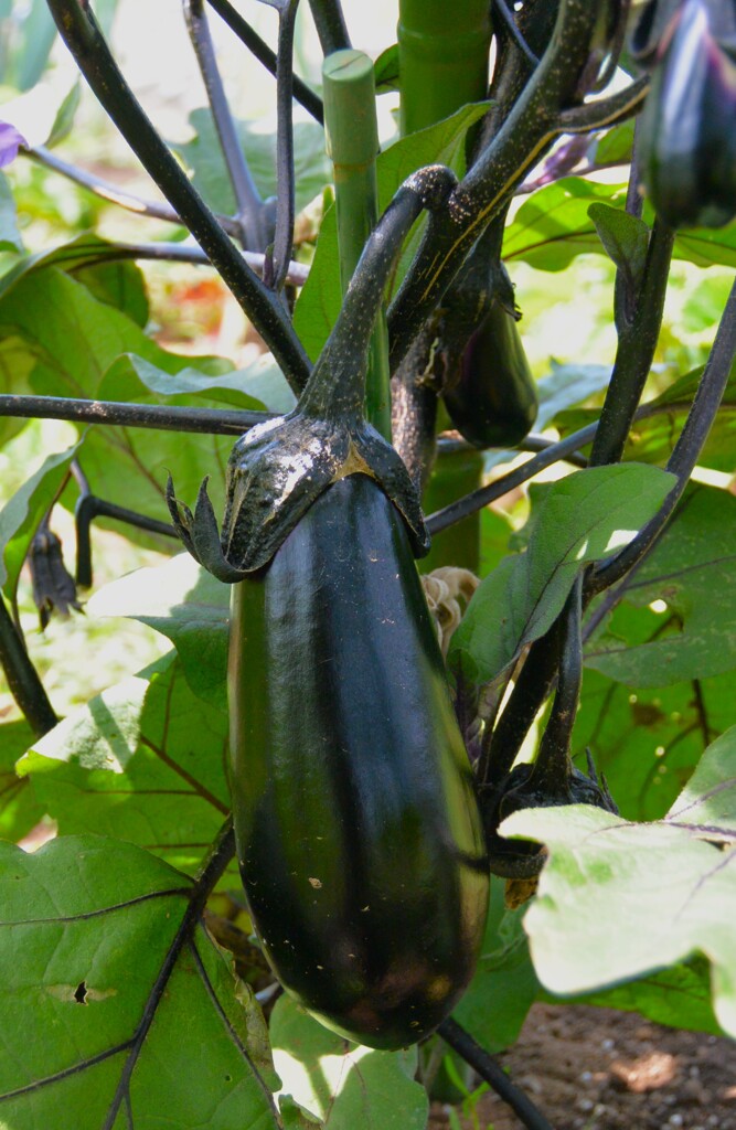 菜園・ナスも鈴生りに・・