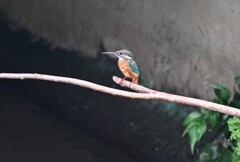 用水路・カワセミ♀若