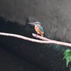 用水路・カワセミ♀若
