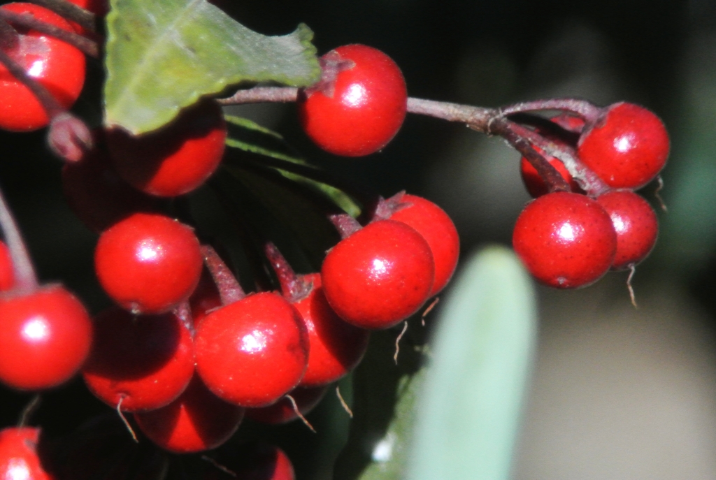 用水路・マンリョウの実