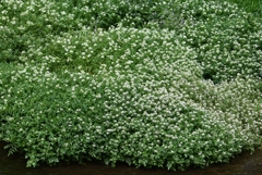 K川・クレソンの花
