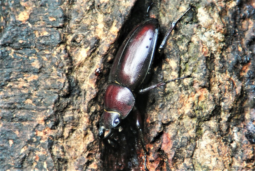 ノコギリクワガタ♀