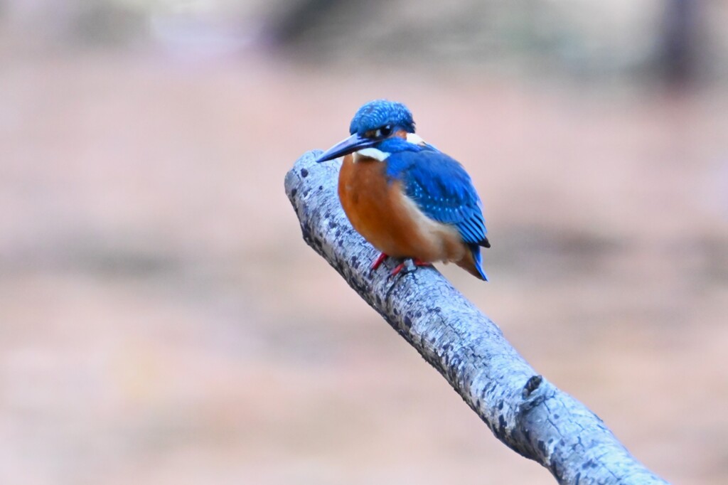 都内公園・池のカワセミ♂