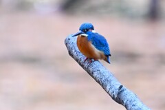 都内公園・池のカワセミ♂