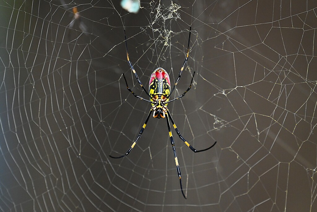 用水路・人面グモ（ジョロウグモ）