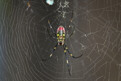 用水路・人面グモ（ジョロウグモ）