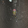 用水路・人面グモ（ジョロウグモ）