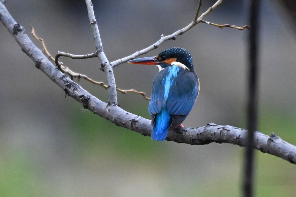 Ｋ川中流域・カワセミ♀若 