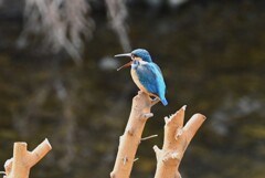 Ｋ川・中流域のいつものカワセミ♂ペリットを吐く