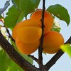 連絡道・アンズ