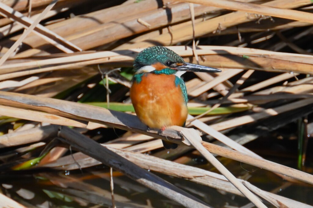10時22分8羽目（♂）