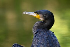 都内公園・カワウ 