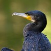 都内公園・カワウ 