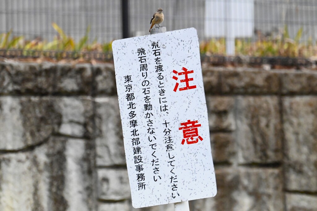 K川・ジョウビタキ♀