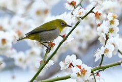 Ｋ川下流域・ウメにメジロ
