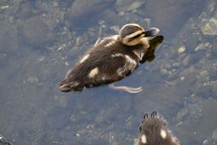 Ｋ川源流域・まだ小さなカルガモひな