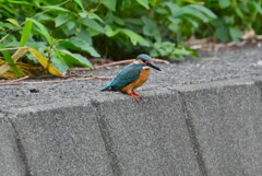 用水・カワセミ♂ 